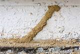 Termites Nova Scotia Photos