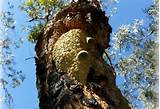 Photos of Termite Types Australia
