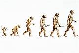 Theory Of Evolution Apes Photos