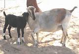 Goats Whey Images