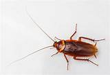 What Does A Cockroach Look Like Images