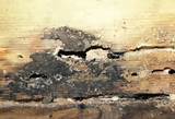 Termite Vs Water Damage Photos