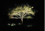 Images of Landscape Lighting Uplight Trees