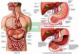 Gastrointestinal Doctor Pictures