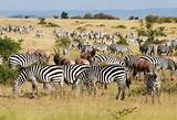 Pictures of Masai Mara Safari Packages Price