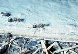 Pictures of Thatch Ants Control