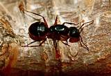 Images of Fire Ants Arizona