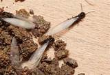 Termite Damage Home Value