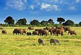 Pictures of Best Safari Park In Kenya
