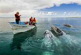 Grey Whale Watching Baja