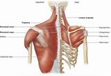 Pictures of Muscle Exercises Latissimus Dorsi