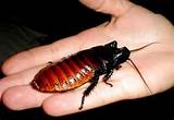 Pictures of The Biggest Cockroach
