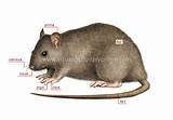 Rodent With Long Tail Photos