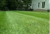Natural Lawn Care Services Pictures