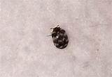 Images of Varied Carpet Beetle