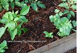 Good Mulch For Vegetable Garden Pictures