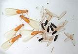 Flying Termite Size Images