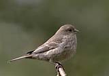 House Finch Pictures Birds Pictures