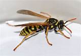 Wasp Control Pictures
