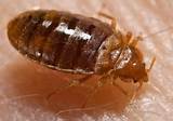 Michigan Termites Pictures Images
