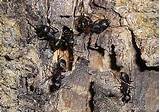 Pictures of Carpenter Ant Nest Pictures
