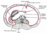 Pictures of Pelvic Floor Muscles Images