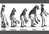 The Scientific Theory Of Evolution Pictures