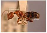 Carpenter Ants Missouri Images