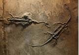 Pictures of Real Dinosaur Fossil Pictures