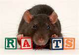 Rat Experiment Photos