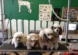 Pictures of Dog Grooming School Los Angeles