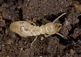 Image Termite