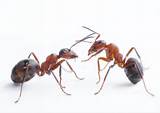 Ant Species Pictures