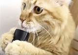 Images of Youtube Cat Vacuum Hose