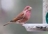 House Finch Facts Pictures