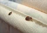 Images of Kill Bed Bugs Eggs Dryer