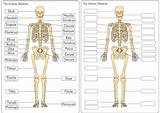 Anatomical Diagrams For Medical Students Pdf Images