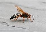 Pictures of Wasp Species