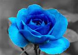 Pictures of Blue Rose Flower Images
