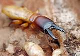 What Does A Termite Look Like Images