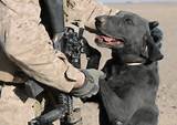 Military Dogs Images