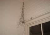Images of Termite Swarm Inside House