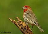 Images of Male House Finch Photo