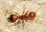 Red Imported Fire Ant Control