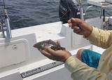 Photos of Flounder Fishing Chesapeake Bay