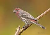House Finch Pictures Birds