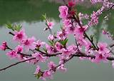 Cherry Blossom Flower Pictures