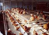 Pictures of Commercial Chicken Egg Farming