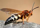 Pictures of Atlanta Wasp Exterminator