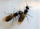 Do Carpenter Ants Have Wings Pictures